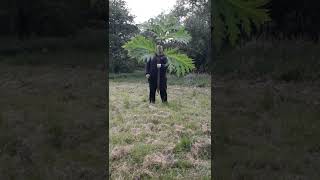 This might be the biggest Giant Hogweed leaf you will ever see [upl. by Peery]