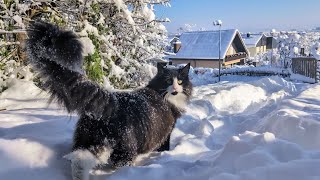 Norwegian Forest Cat Odin as little Bigfoot [upl. by Marja563]