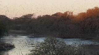 RedBilled Quelea Migration at CCF [upl. by Sussi945]