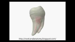 Mandibular First Molar Prof Marco Versiani [upl. by Diarmit901]