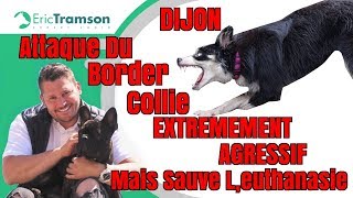 DijonAttaque d’un chien Border Collie extrêmement agressif sauvé de l’euthanasie par Eric Tramson [upl. by Philana730]