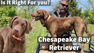 Chesapeake Bay Retriever  Is It Right For You [upl. by Peterman]