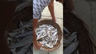 bd friesh river fish fishingislife fishmarket bdfish podmafish padmafish shorts [upl. by Aretta]