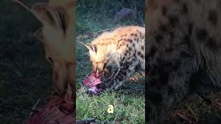 Hyenas feast on Impala shorts [upl. by Betti]