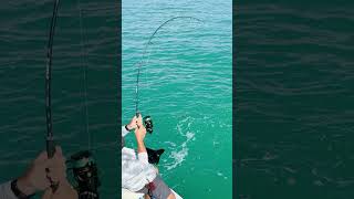 Fishing for giant Tarpon in the Florida Keys🎣☀️😲 [upl. by Nguyen]