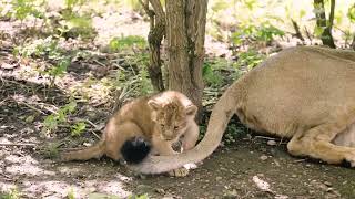 Lion cubs born at London Zoo [upl. by Alliw484]