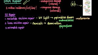 Back Muscles in a Nutshell  Anatomy Tutorial [upl. by Eeldivad]