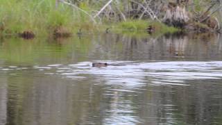 Castor Beaver qui claque sa queue pour avertir son petit du danger [upl. by Trevethick]