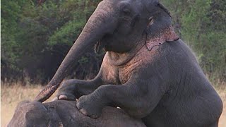 Elephant mating in the road of india [upl. by Onileba462]