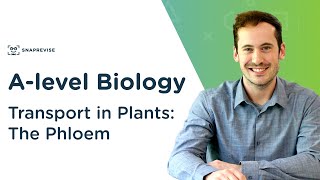 Grade12 Biology Translocation in Plants [upl. by Eimrej]