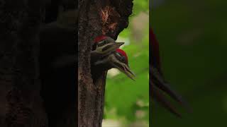 Filming a Pileated Woodpecker Nest [upl. by Rankin]