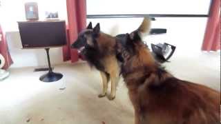 Belgian Tervuren playing  Apollo is feeling frisky [upl. by Ellenhoj973]