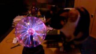 Plasma ball Vs Cat [upl. by Selfridge]