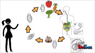 Trichuris trichiura [upl. by Swanson]