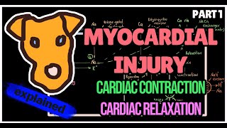 Myocardium Physiology [upl. by Nuy]