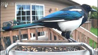 A Magpie Picking Peanuts Out Of The Birdseed [upl. by Camella]