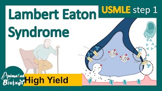 Lambert Eaton syndrome  Lambert–Eaton myasthenic syndrome  NMJ diseases  USMLE step 1 [upl. by Noellyn]