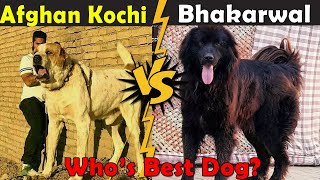 Afghan Kochi Vs Bhakarwal Dog  Whos Best Guard Dog  Dog Vs Dog [upl. by Ateiluj]