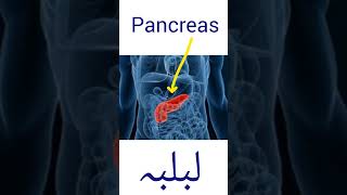 Pancreas  science sciencehumanbody [upl. by Shatzer446]