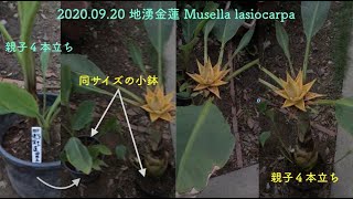 20200920 地湧金蓮 Musella lasiocarpa [upl. by Anehta]