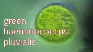 haematococcus pluvialis green [upl. by Mitchel716]