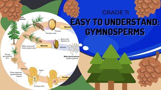 Gymnosperms [upl. by Pfaff505]