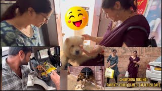 Chowchow parents come 2 meet and Sheroo German Shepherd 10 months come 4 training dogloverprakash [upl. by Athelstan]