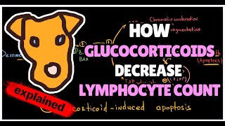 How Glucocorticoids decrease Lymphocyte count Glucocorticoid induced apoptosis [upl. by Monetta252]