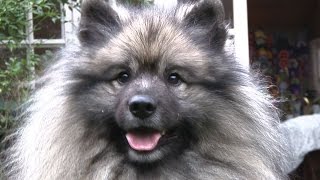 Keeshond  Best of Breed [upl. by Floeter]