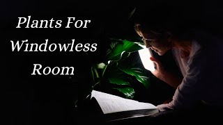 My Top 7 💡 Low Light Plants For Windowless Room amp How To Grow Them [upl. by Aesoh]