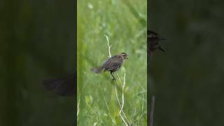 Female Redwinged Blackbird sings response to male [upl. by Vincents212]