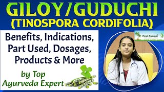 GILOYGUDUCHI Tinospora cordifolia  Benefits Indications Part Used Dosages Products amp More [upl. by Krug]