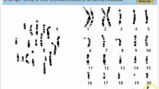 Make a Karyotype [upl. by Yeclehc52]