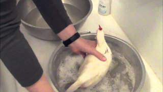 Chicken Keeping Basics  How To Bathe a Chicken [upl. by Lletnuahs557]