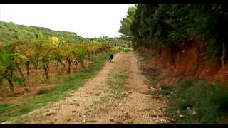 Mondovino 2004 [upl. by Nnaik989]