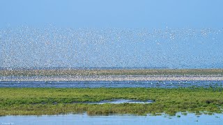 RSPB Snettisham Norfolk Wader Spectacular 4 Sept 2023 [upl. by Haisa]