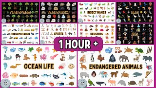 Ocean Life Insects Trees Endangered Animals amp Many More  1 Hour  Educational Videos for Kids [upl. by Noved]