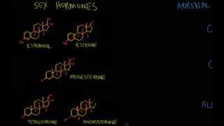 From terpenes to steroids part 2 squalene cholesterol and steroids [upl. by Lashoh385]