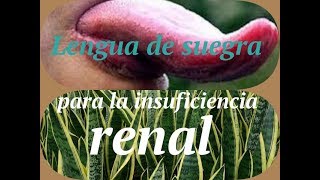 Lengua de suegra para la insuficiencia renal [upl. by Jill291]