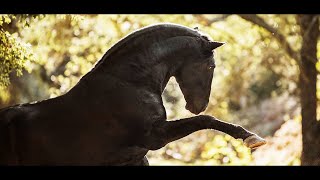 Andalusian Horse Edit Video [upl. by Annaet]