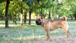 Exploring the Behavior of Chinese SharPeis at the Dog Park [upl. by Arhna]