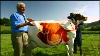 A Cows Digestive System  YouTube [upl. by Aonian724]