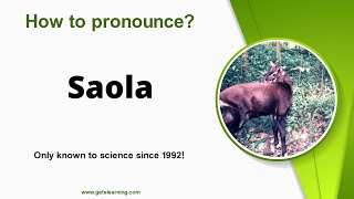 How to say Saola in English correctly [upl. by Mchenry]