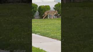 Two big coyotes in the neighborhoodcoyotecoyotesnewvideo [upl. by Lloyd]