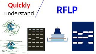 RFLP  Restriction Fragment Length Polymorphism [upl. by Telrats]