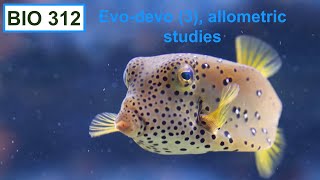 EvoDevo 3 allometric studies [upl. by Ocsisnarf734]