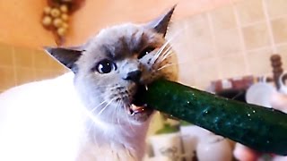 Cat vs cucumber  funny cats compilation [upl. by Ailegnave851]