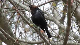 Bird Sounds Spectacular  Brown Headed Cowbird [upl. by Tnomad]