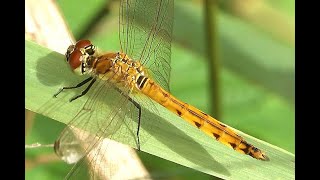 Kempense heidelibel Sympetrum depressiusculum [upl. by Livvy]