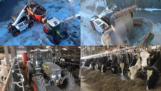 Feeding cattle with Bobcat Fendt amp Strautmann [upl. by Werra]